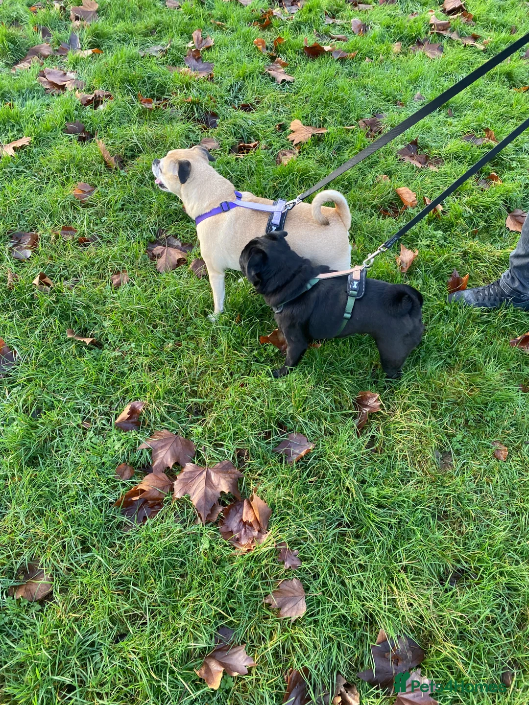 Pug dogs for sale: A Pug and a Jug for rehoming in Birmingham - Advert 1