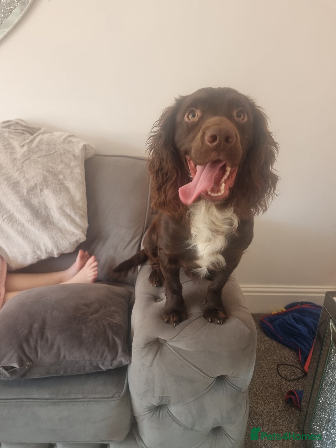 Cocker Spaniel dogs for sale: Cocker spaniel - Advert 2