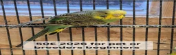 Budgerigars birds for sale: Budgies Birds by pre-order, exclusive birds - Advert 5