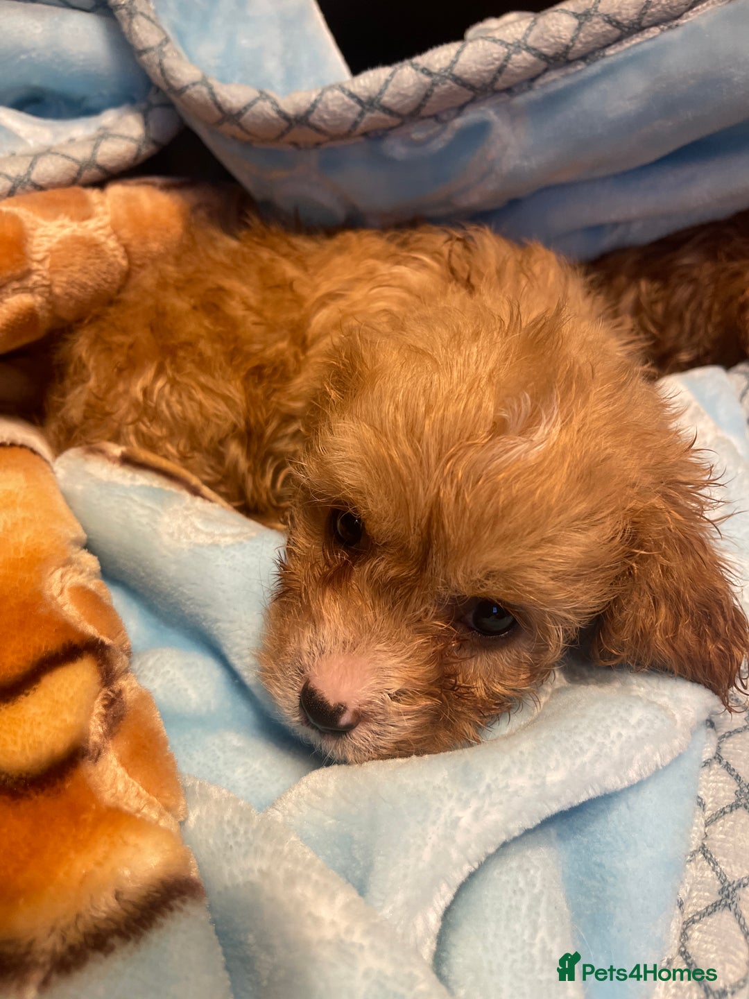 Cavapoo dogs for sale: Adorable toy Cavapoo pups apricot or fox red  - Image 31