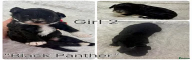 Panther girl
