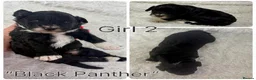Mixed Breed dogs for sale: Stunning F1 parti Ttoodle pups ❤️Tibetan doodles❤️ - Advert 3