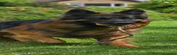 German Shepherd dogs for stud: Super temperament, Stunning pigmentation, proven  - Advert 4