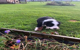 Bearded Collie dogs for sale: Six beautiful Beardie puppies for sale - Image 6