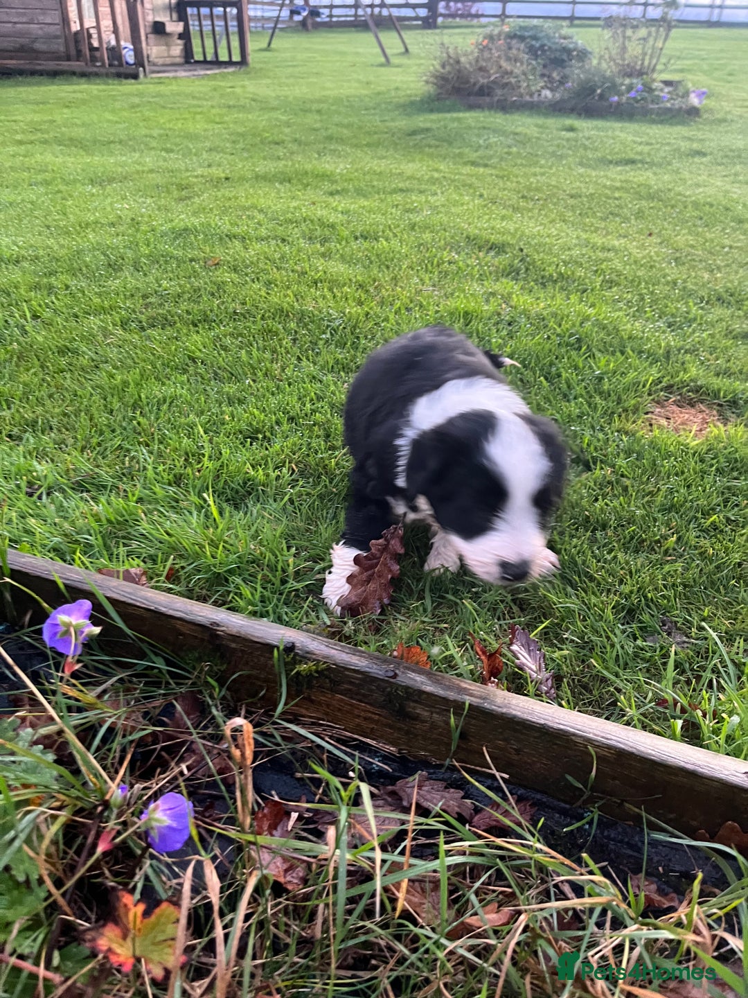 Bearded Collie dogs for sale: Six beautiful Beardie puppies for sale - Image 6