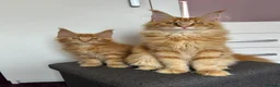 Maine Coon cats for sale: ✨5 GCCF Pure bred MC kittens  - Advert 16
