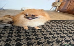 Mixed Breed dogs for sale: RARE  Shipom /pomshi Pomeranian and Shihtzu cross  - Image 25
