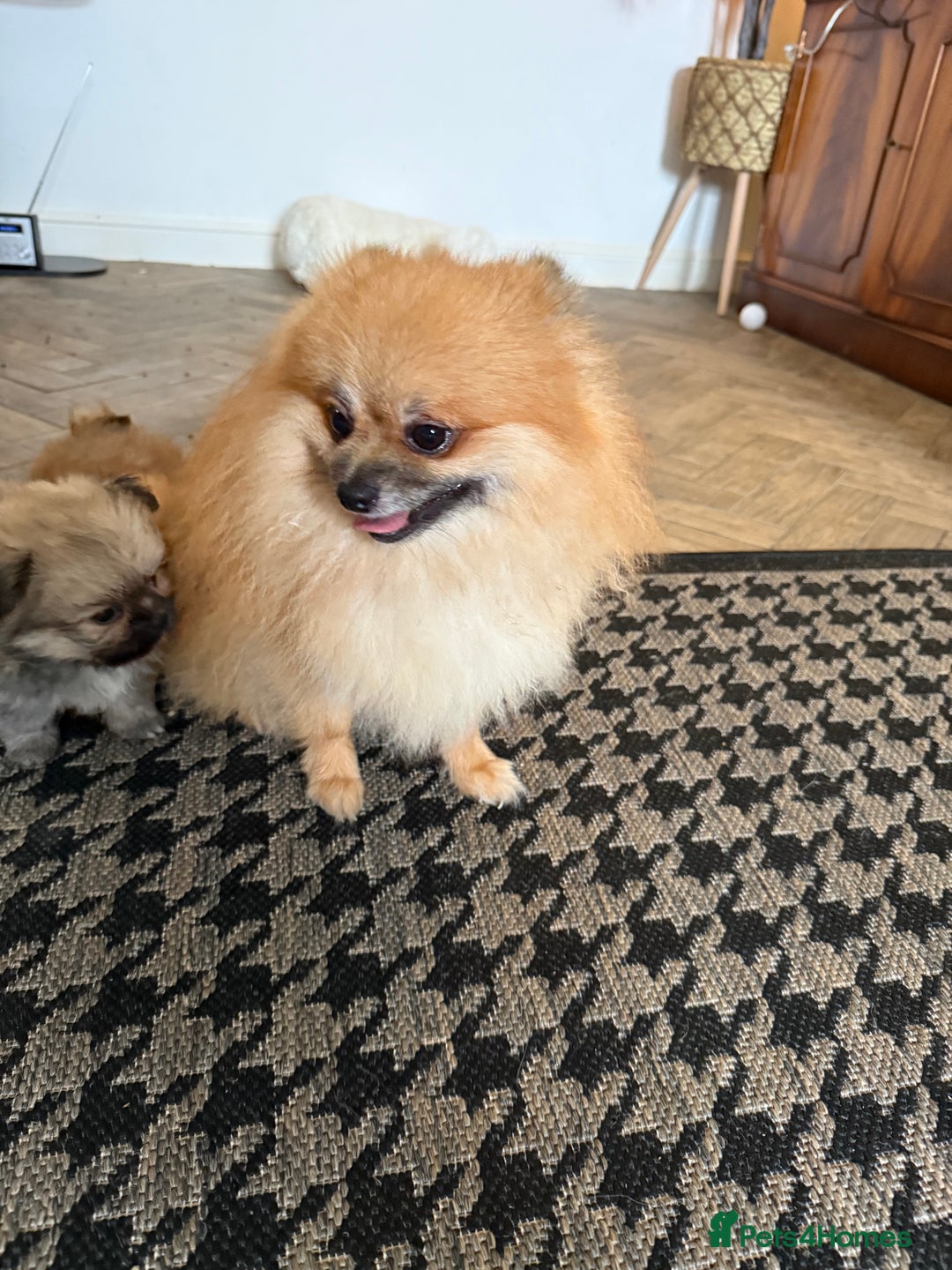 Mixed Breed dogs for sale: RARE  Shipom /pomshi Pomeranian and Shihtzu cross  - Image 25