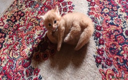 Persian cats for sale: Persian X Beautiful friendly ginger kittens  - Image 17