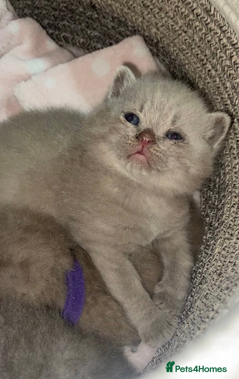 British Shorthair cats ONLY ONE LILAC MALE LEFT!!!! BSH 🐾🐾😻😻 - Advert 8