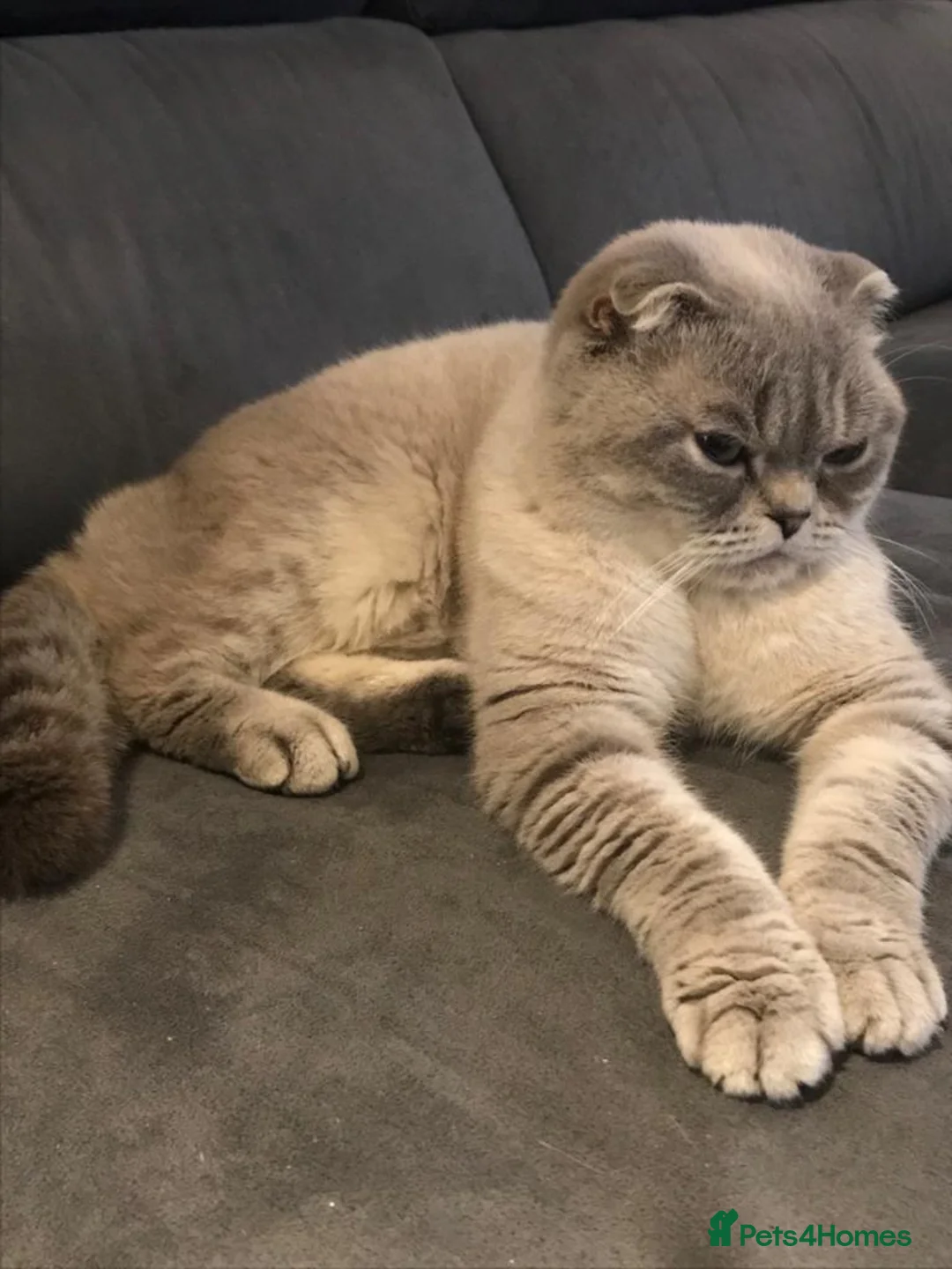 Scottish Fold cats for sale: Scottish Fold Kittens, 3 folds & 1 straight eared - Advert 2