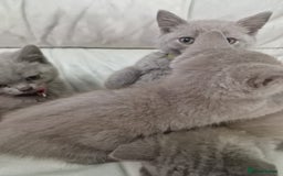 British Shorthair cats for sale: Pure British Short Hair cutties - Image 7