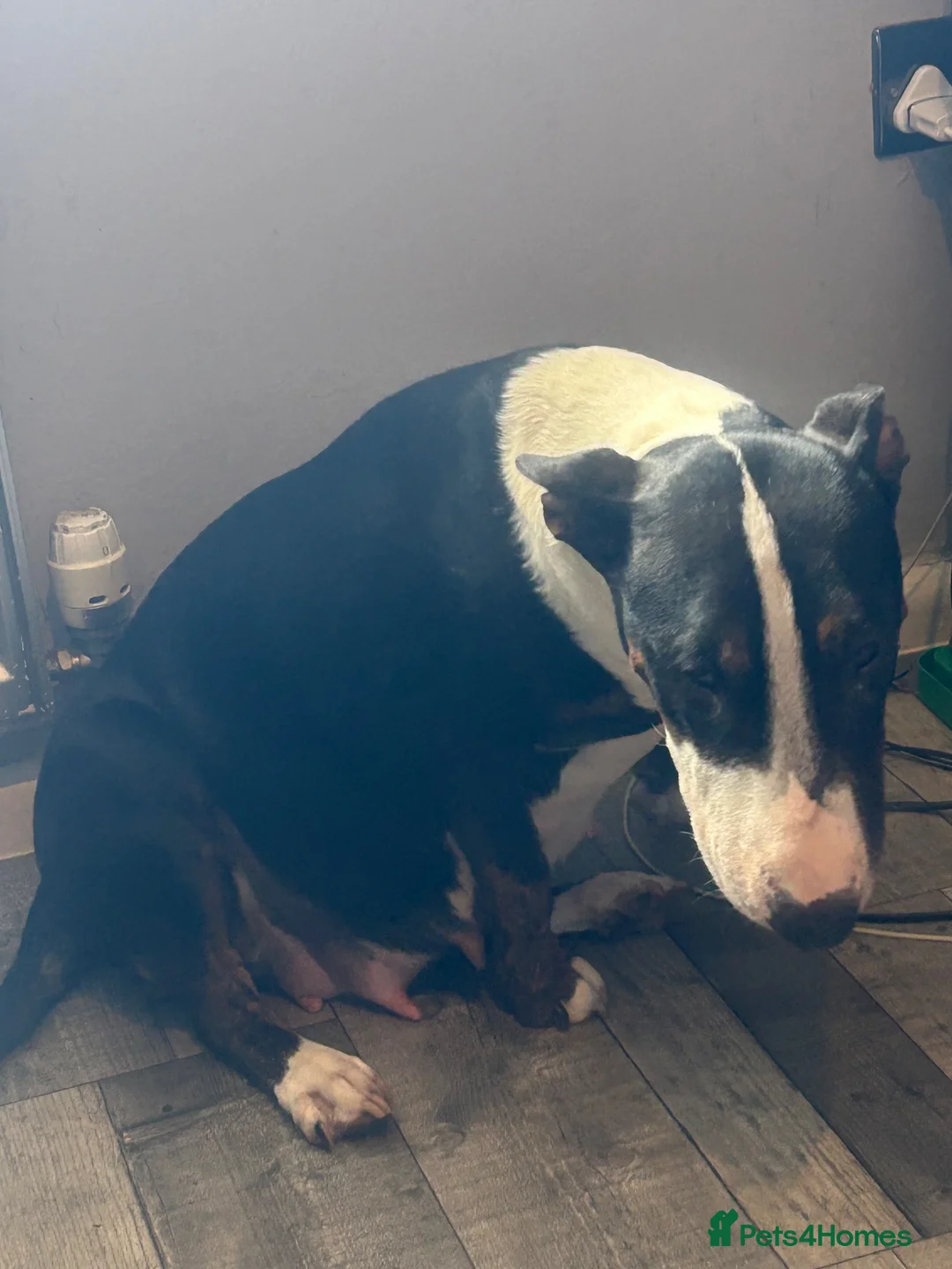 English Bull Terrier dogs for sale: English bullterrier puppies  - Advert 2