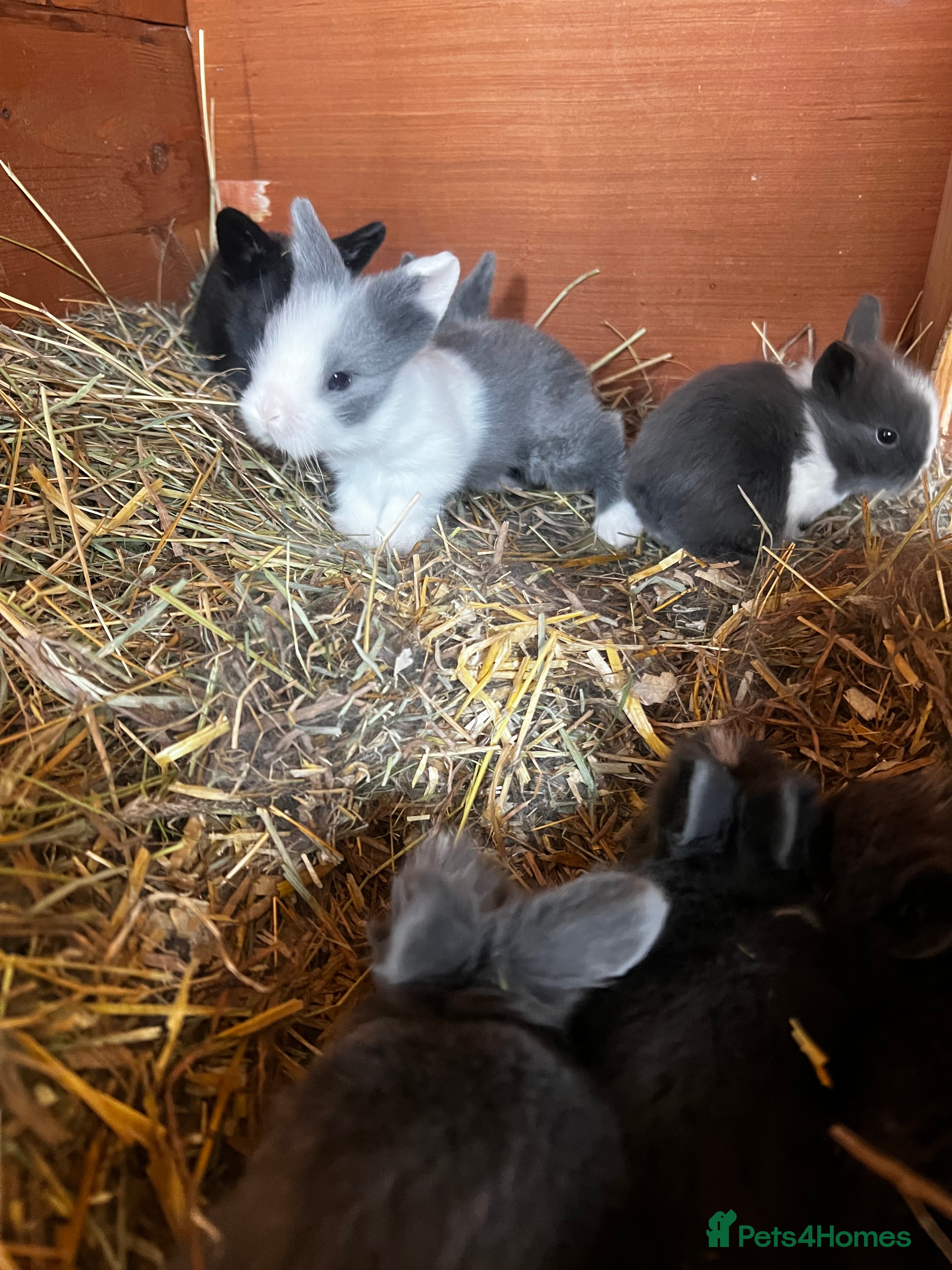 Lionhead rabbits Bouncing double lion head bunnies 🐰  - Advert 1