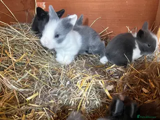 Lionhead rabbits Bouncing double lion head bunnies 🐰 - Advert 1
