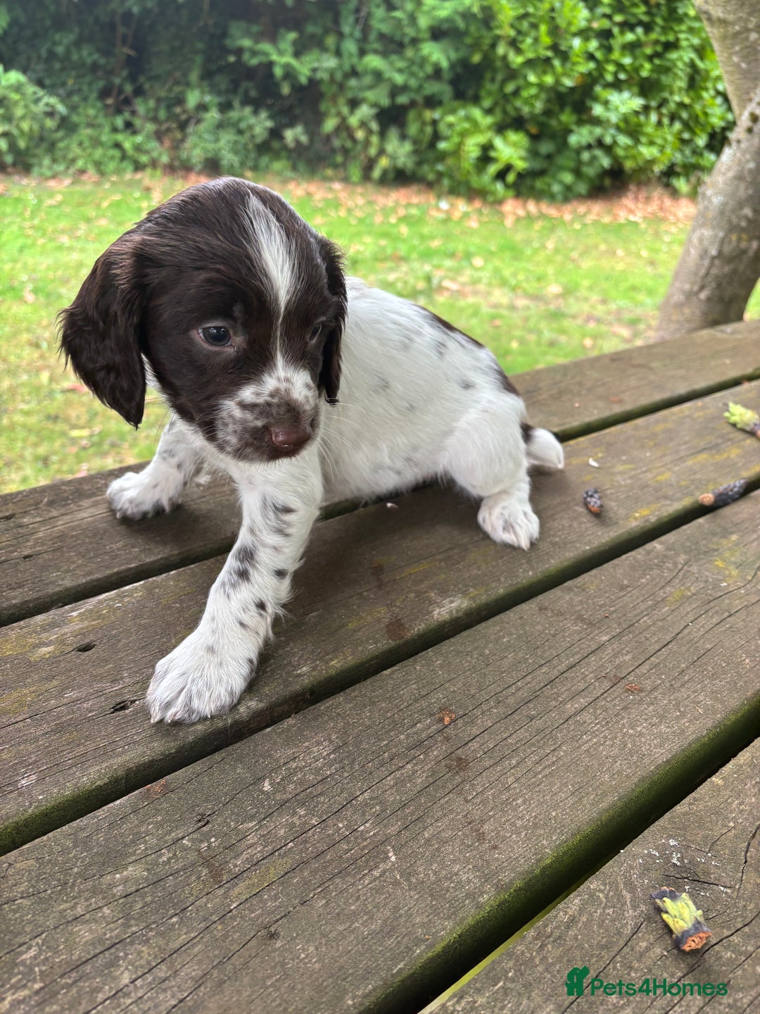 English Springer Spaniel dogs for sale: KC Springer Spaniel puppies 3 x girls available  in Hereford - Image 23