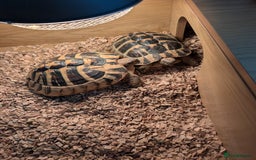 Hermann Tortoise reptiles for sale: x2 Hermann Tortoises & Tortoise Table - Image 1