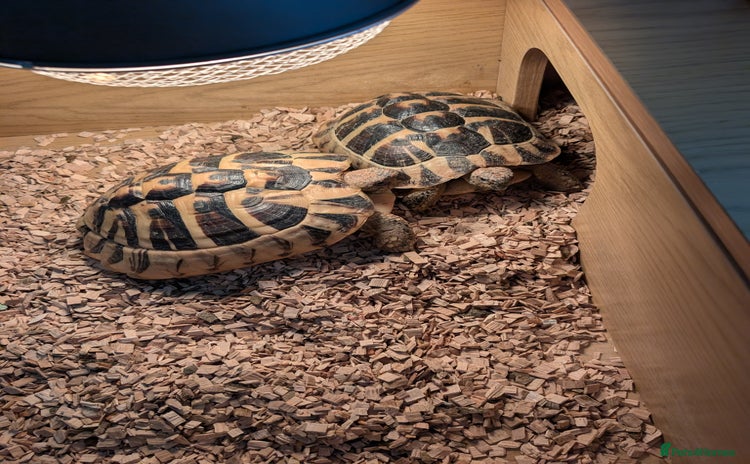 Hermann Tortoise reptiles - Advert 2