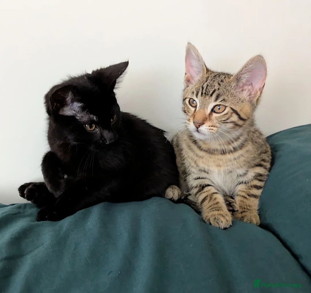 Bengal cats for sale: Super child friendly Bengal kittens boy and girl - Advert 1