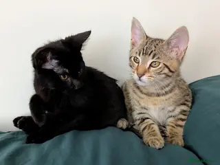 Bengal cats Super child friendly Bengal kittens boy and girl - Advert 2