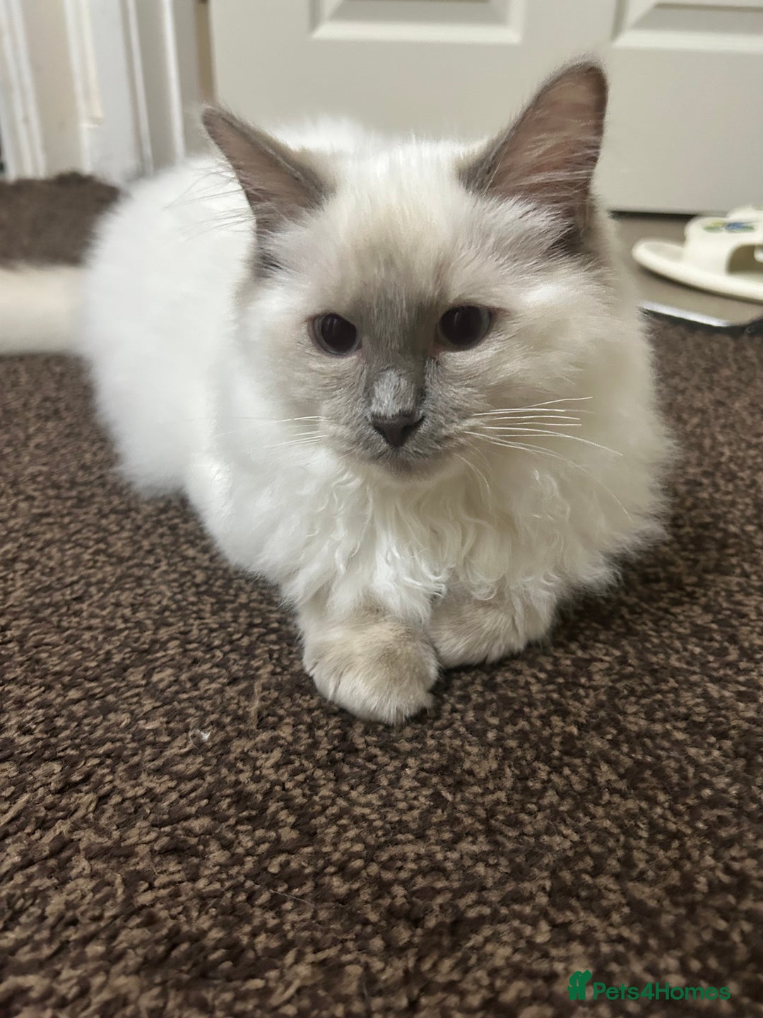Ragdoll cats for sale: Stunning Male Baby Ragdoll Kittens  - Image 4