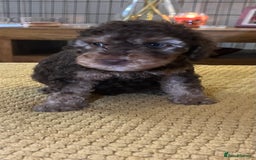 Cockapoo dogs for sale: Cockapoo puppies  - Image 30