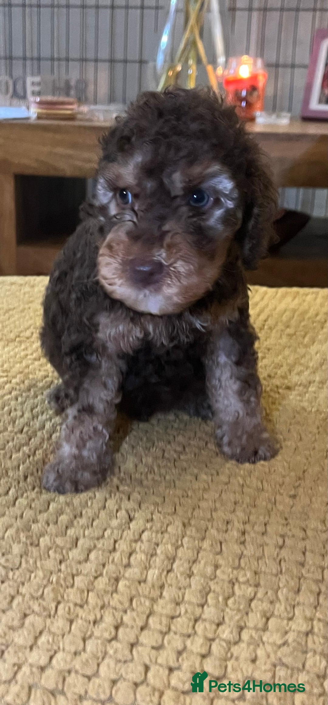 Cockapoo dogs for sale: Cockapoo puppies  - Image 30