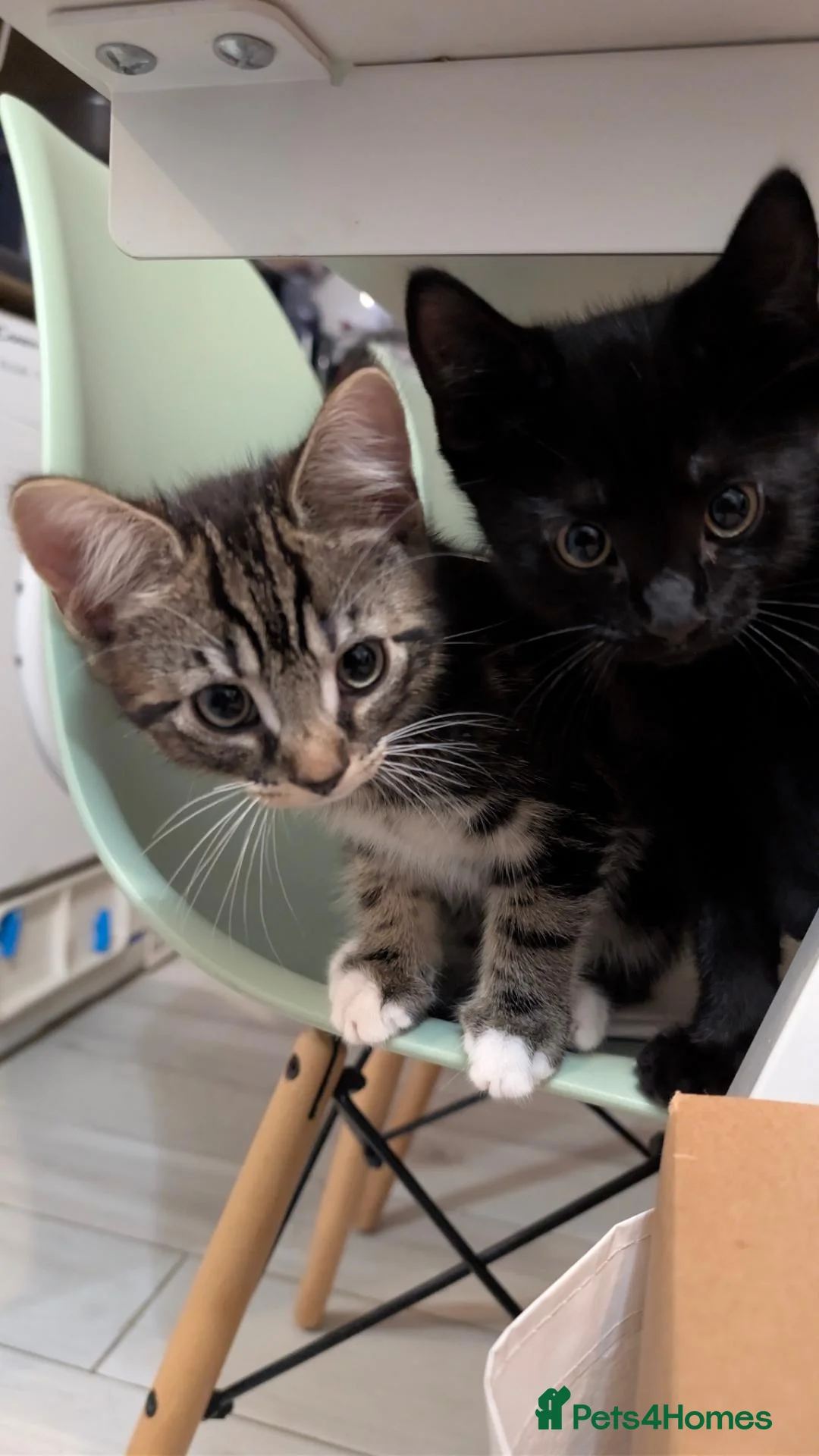 Mixed Breed cats for sale: Mix breed tabby kittens selling boy and girl in London - Advert 1