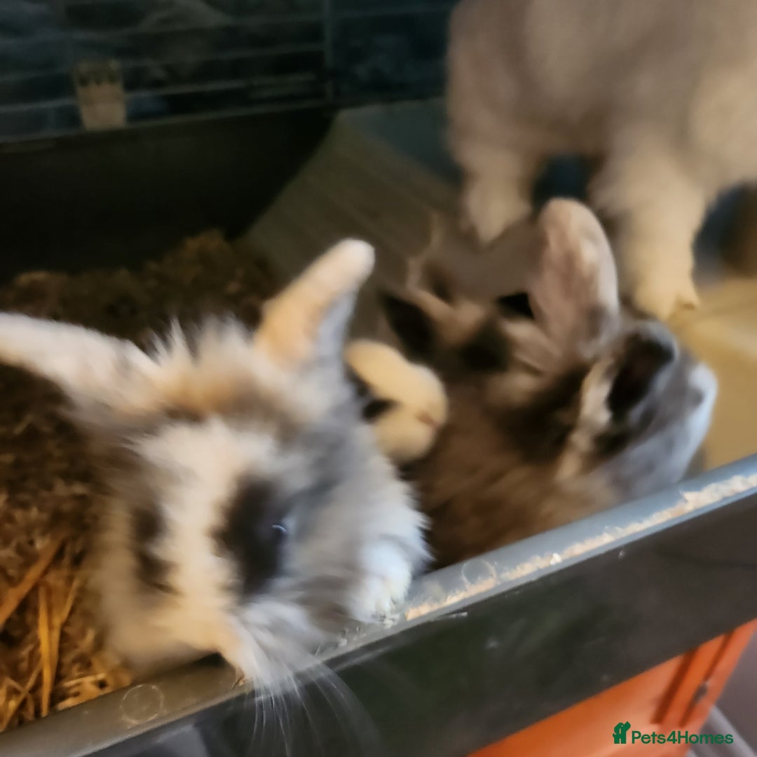 Lionhead rabbits for sale: Beautiful fluffy lionhead rabbits  - Advert 4