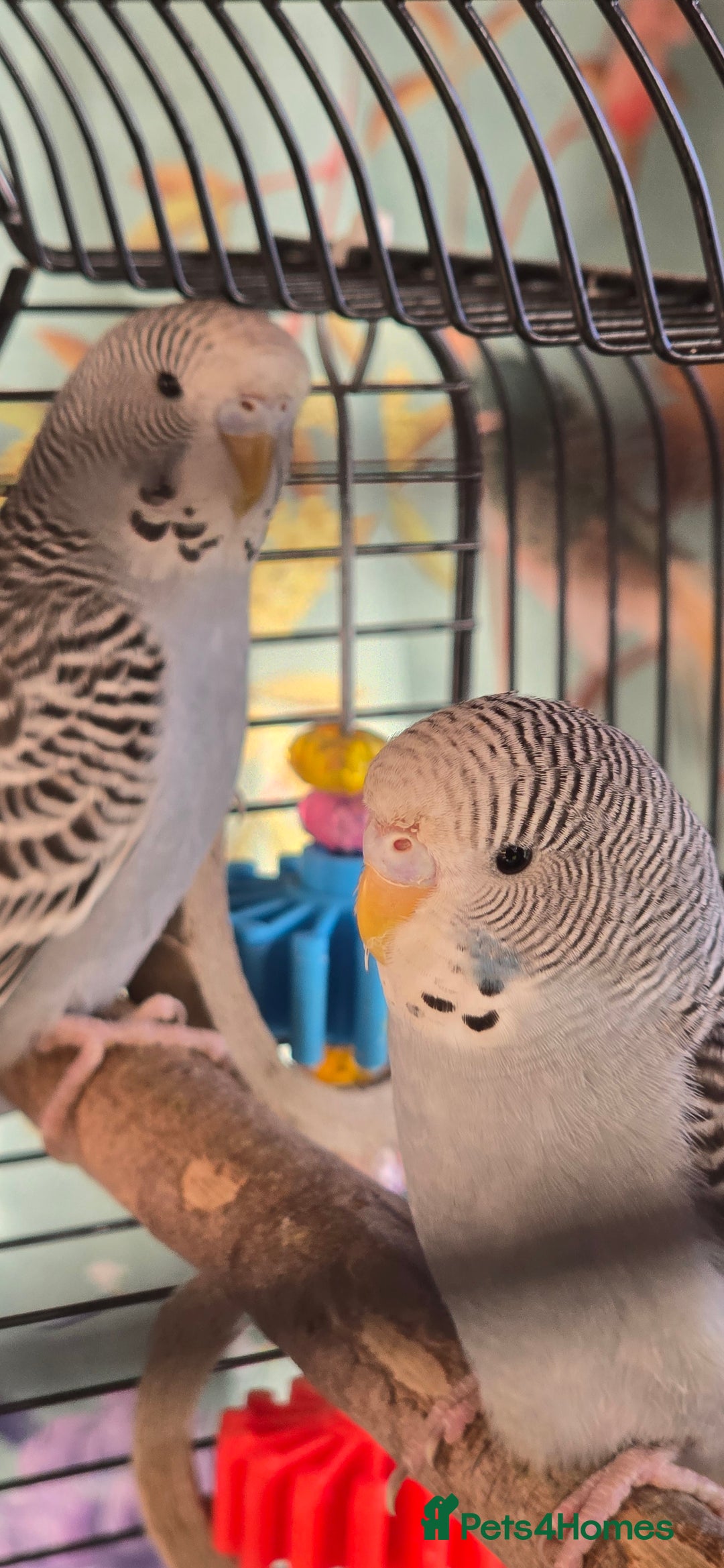 Budgerigars birds for sale: Gorgeous baby budgies - Advert 2