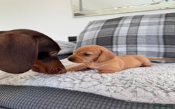 Miniature Dachshund dogs for sale: Smooth blonde miniature dachshund puppy  - Image 6
