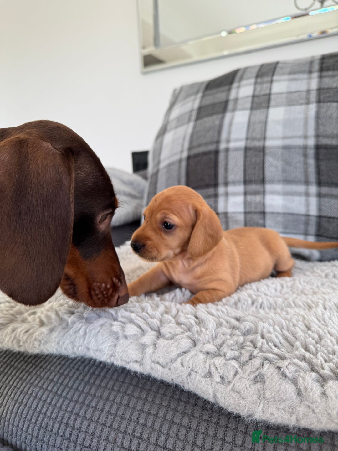Miniature Dachshund dogs for sale: Smooth blonde miniature dachshund puppy  - Image 6