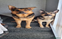 German Shepherd dogs for sale: German Shepherd puppies for sale - Image 12