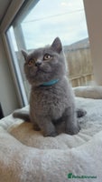 British Shorthair cats Festive Season Ready – GCCF BSH Kittens - Advert 2