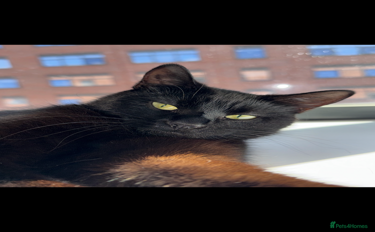 Bombay cats - Advert 1