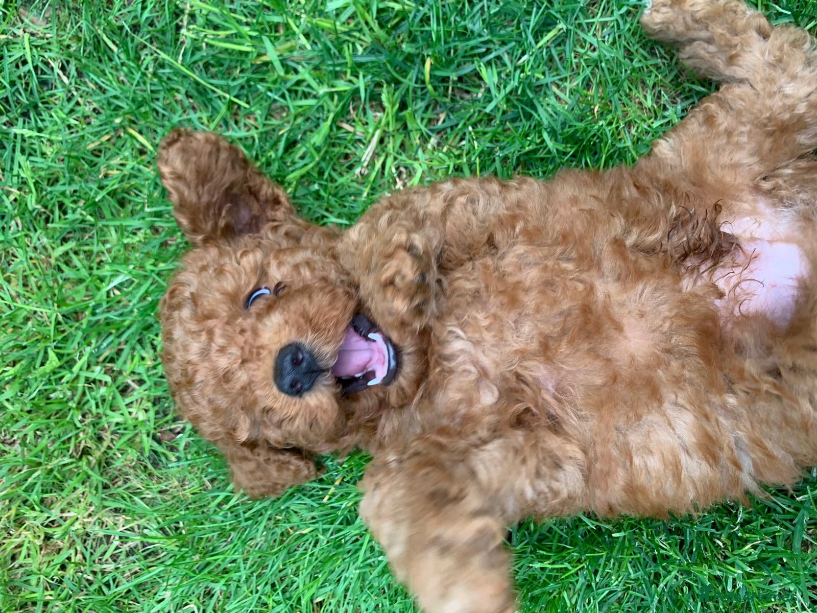 Poodle dogs Poodle for sale in London  - Advert 1
