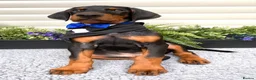 Dobermann dogs for sale: *KC REGISTERED* HEALTH TESTED DOBERMAN PUPPIES - Advert 3