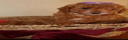 Maltipoo dogs for sale: Stunning Red Girl Maltipoos 🐶  - Advert 4