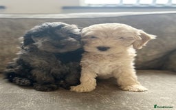 Cockapoo dogs for sale: Outstanding Cockapoos for sale  - Advert 8