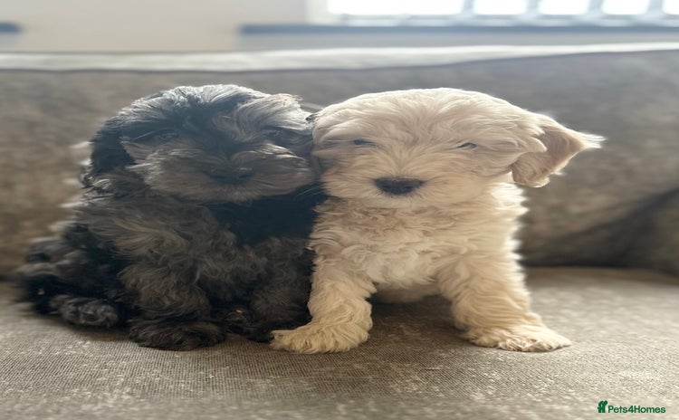 Cockapoo dogs Outstanding Cockapoos for sale  - Advert 12