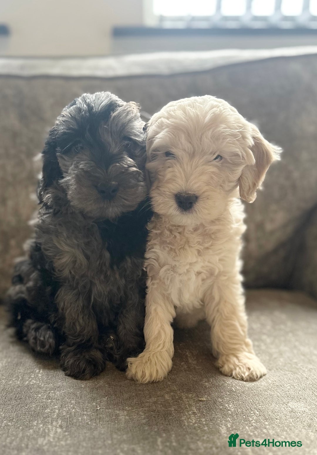 Cockapoo dogs for sale: Outstanding Cockapoos for sale  - Advert 8