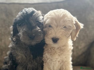 Cockapoo dogs Outstanding Cockapoos for sale - Advert 10