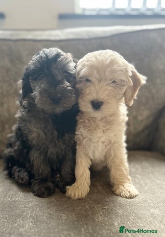 Cockapoo dogs Outstanding Cockapoos for sale - Advert 12
