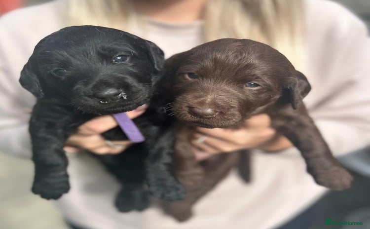 Labradoodle dogs - Advert 1