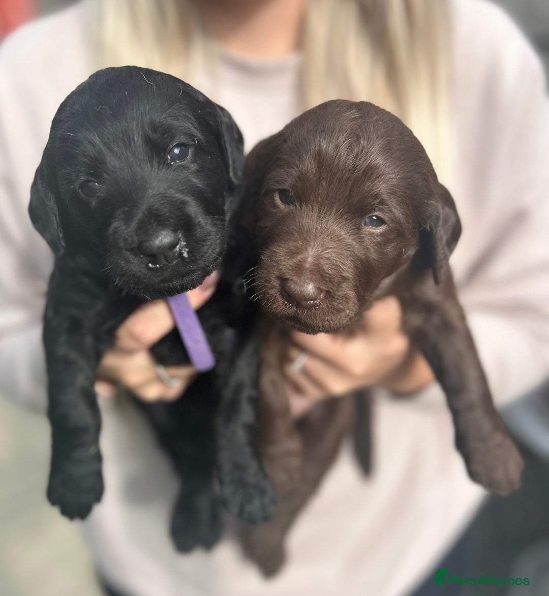 Labradoodle dogs for sale: Labradoodle puppy’s - Image 1