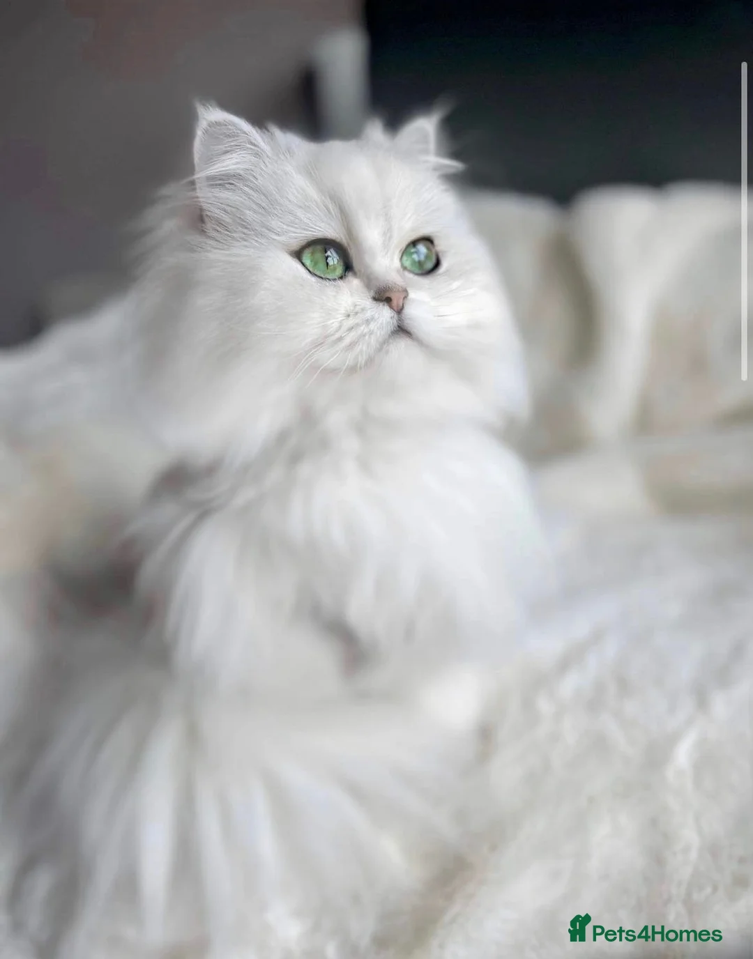 Persian cats for sale: 💎Persian Female Cat needing new home in Reading - Advert 1