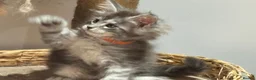 Maine Coon cats for sale: TICA-Registered Silver Maine Coon Kittens - Advert 11