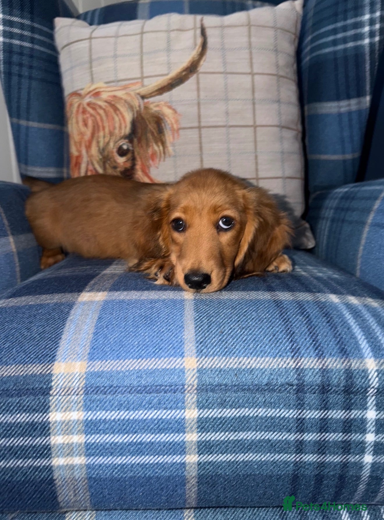 Miniature Dachshund dogs 🩷Stunning Long Haired Mini Dachshunds💙 - Advert 1