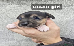 Jack Russell dogs for sale: Jack russell puppy's  - Advert 5