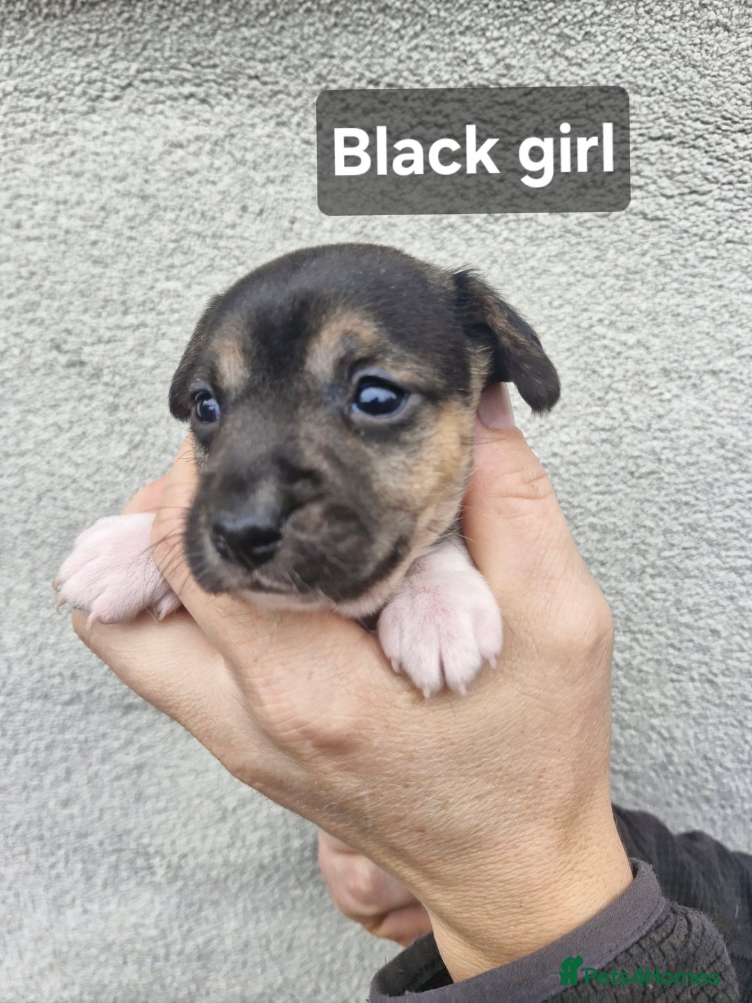 Jack Russell dogs for sale: Jack russell puppy's  - Advert 5